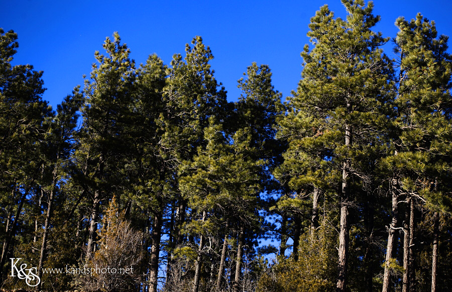 arizona_pictures015a